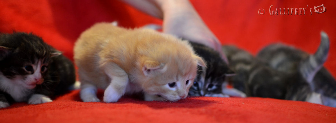 街边店电商化:猫屋开启双11物流泄洪闸门‘kaiyun网页登录入口’(图4) kaiyun网页登录入口