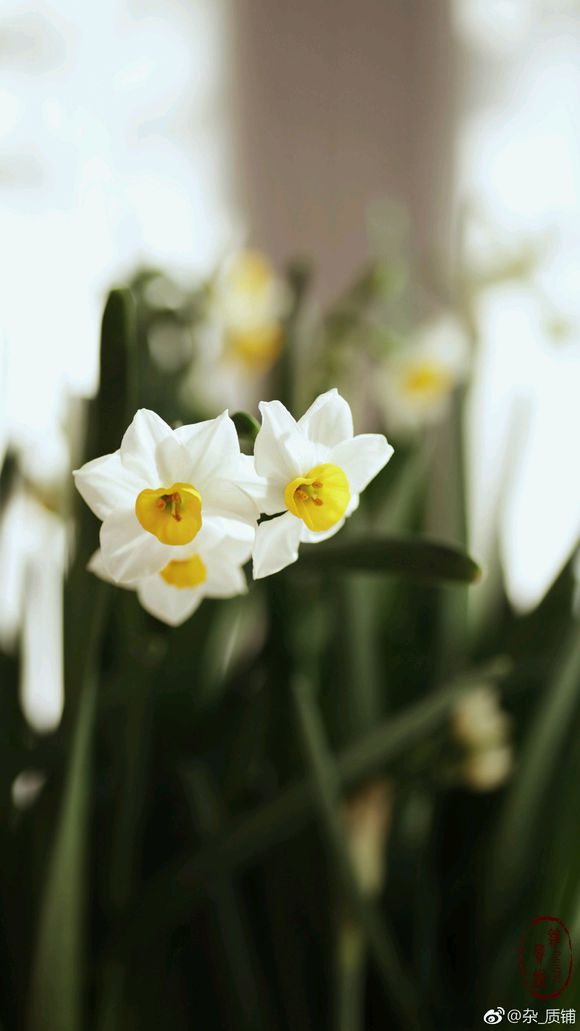 街边店电商化:猫屋开启双11物流泄洪闸门‘kaiyun网页登录入口’(图2) kaiyun开云网页版