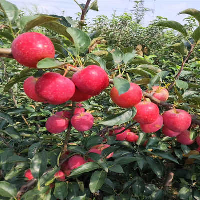 kaiyun开云官方在线登录