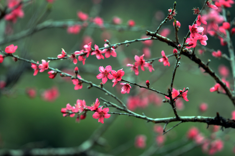 “kaiyun网页登录入口”青旅快运2018年招商加盟工作部署会议胜利召开(图2) kaiyun开云官方在线登录