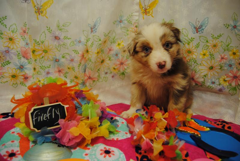 细读“文艺复兴”透过贝利尼家族的收藏史看大展作者:许玮2018-06-1508:01:41来源:美术报.panel-ov‘kaiyun开云官方在线登录’(图3) kaiyun开云网页版