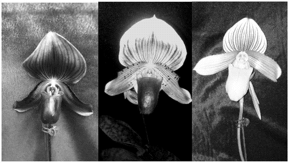 细读“文艺复兴”透过贝利尼家族的收藏史看大展作者:许玮2018-06-1508:01:41来源:美术报.panel-ov‘kaiyun开云官方在线登录’(图1) kaiyun开云网页版